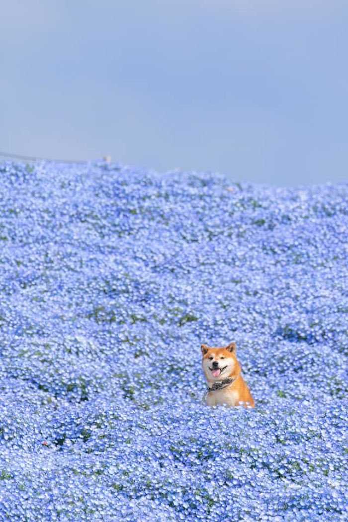 Shiba pics taken at Hitachi seaside park in Ibaraki, Japan