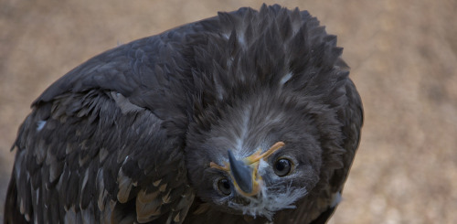 avianeurope: Steppe Eagle (Aquila nipalensis) &gt;&gt;by by pe_ha45 (1|2)