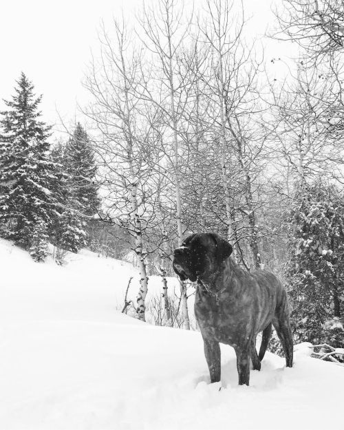 The world lost a very good boy early Sunday morning. After 9 years and 9 months of a truly great life, this beast of a dog was finally done in by a stuffed animal (a squid, fittingly) that caused his surgically repaired stomach to flip for a second...