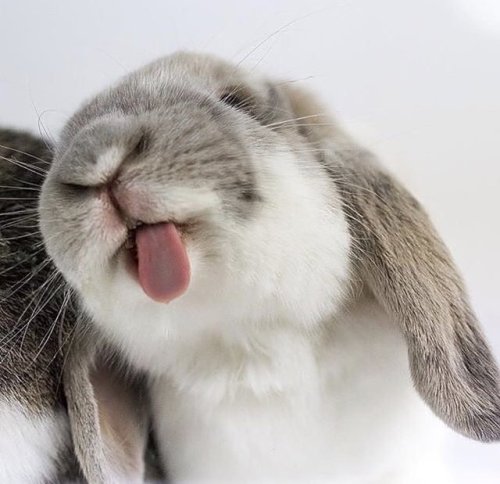 adorable-bunnies:Bunny blep &lt;3