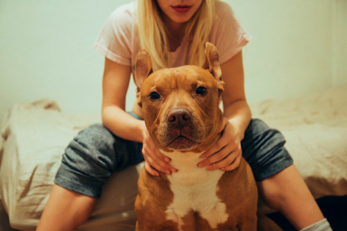 Bear the abandoned Pit Bull and @clairbanks​los angeles, ca2015