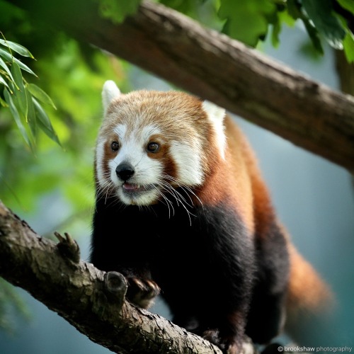 One of the wonderful Red Pandas at Chester Zoo…