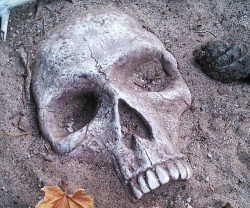 epicthingstobuy:  Buried Skull Garden DecorationPut a stop to the endless solicitors and Jehovah’s witnesses knocking at your door when you strategically place a few buried skull garden decorations along your front yard. They come expertly designed