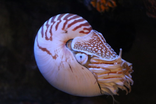 Don’t litter or you’ll end up on the nautilus.