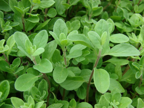 lunar-moonbow: Marjoram A doppelganger to Oregano in appearance, Marjoram has a few different uses a