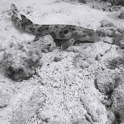 Epaulette Shark Hunting At Low Tide On Lady Elliot Island 