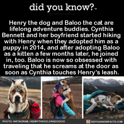 did-you-kno:  Henry the dog and Baloo the