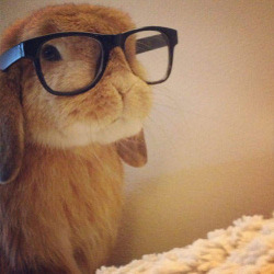 tastefullyoffensive:  Hipster Bunny only