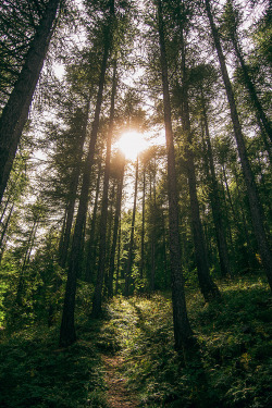 vintalife:  reencetando:  traversinq:  urbanthropologie:  -  vintage/personal  • vintage/nature blog• ♡  Vintage vertical | instagram         