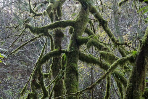 Eel Lake swamp by Richard O'Neill