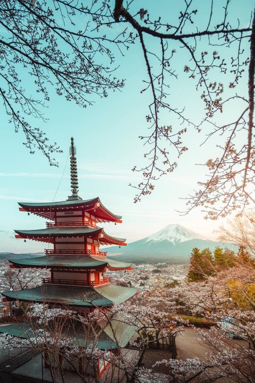 alecsgrg:Sakura | ( by Peter Yan )