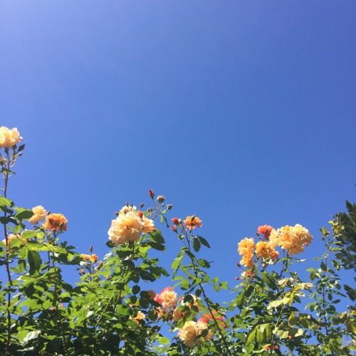 soulmilks: the sky is blue, the flowers are glowing