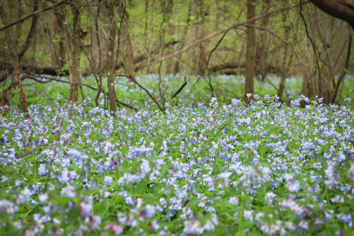 Virginia bluebells !!!   A quick scramble down a 25′ rock ledge takes one to this ma