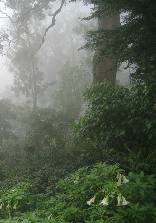 quiet-nymph:  “352. Rain in the woods”  by profmpc 