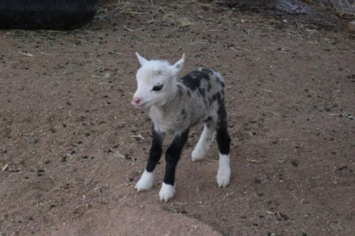 did-you-kno:  sixpenceee:  Butterfly is a rare sheep-goat hybrid. A male goat and a female sheep created Butterfly. He has a goat face and feet, but is covered in wool.  Source