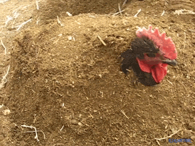 tinysaurus-rex:cluckyeschickens:pleasantfowl:This. This is Tamer. Where to even begin with him? I ca