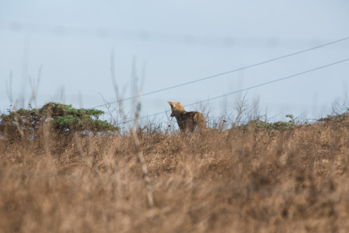 Creatures of Point Reyes Point Reyes is a beautiful place to visit. We camped out in Mount Tamalpais