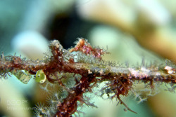 socialfoto:Algae Hairy shrimp Bali trip by catcornand