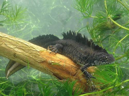 explosionsoflife:The great crested newt, also known as the warty newt (Triturus cristatus), looks li