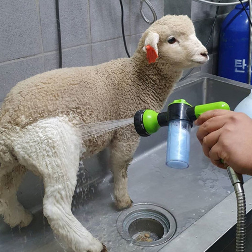 babyanimalgifs: This Sheep Cafe In Korea Shares Viral Photos Of A Sheep Getting Washed (Source: BoredPanda) 