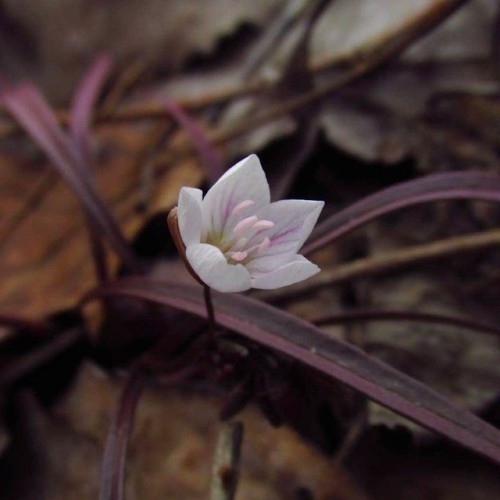 Spring beauty, an insouciant early bloomer. 