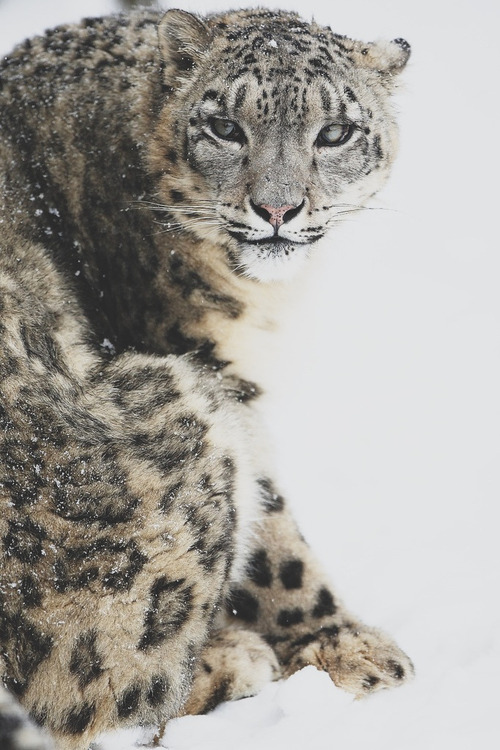 darkw00ds:  Snow Leopard 