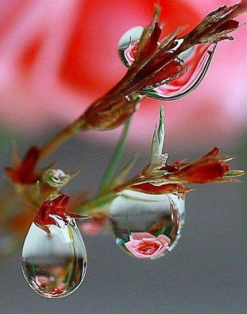 dew drops