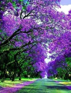 flowersgardenlove:  Grafton, NSW, Austra