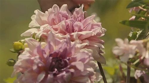 girlsingreenfields:  Dakota Johnson, Hari Nef and Petra Collins for Gucci Bloom