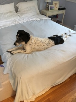 I think you used to have an English Pointer. This is the doggo I submitted however long ago that you said looked like your old pupper. She’s an English Pointer mixed with basset hound, hence the drumstick leggies.(forrowoods)yes! my dogs were pointer