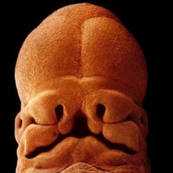 human embryo face at about 5 weeks