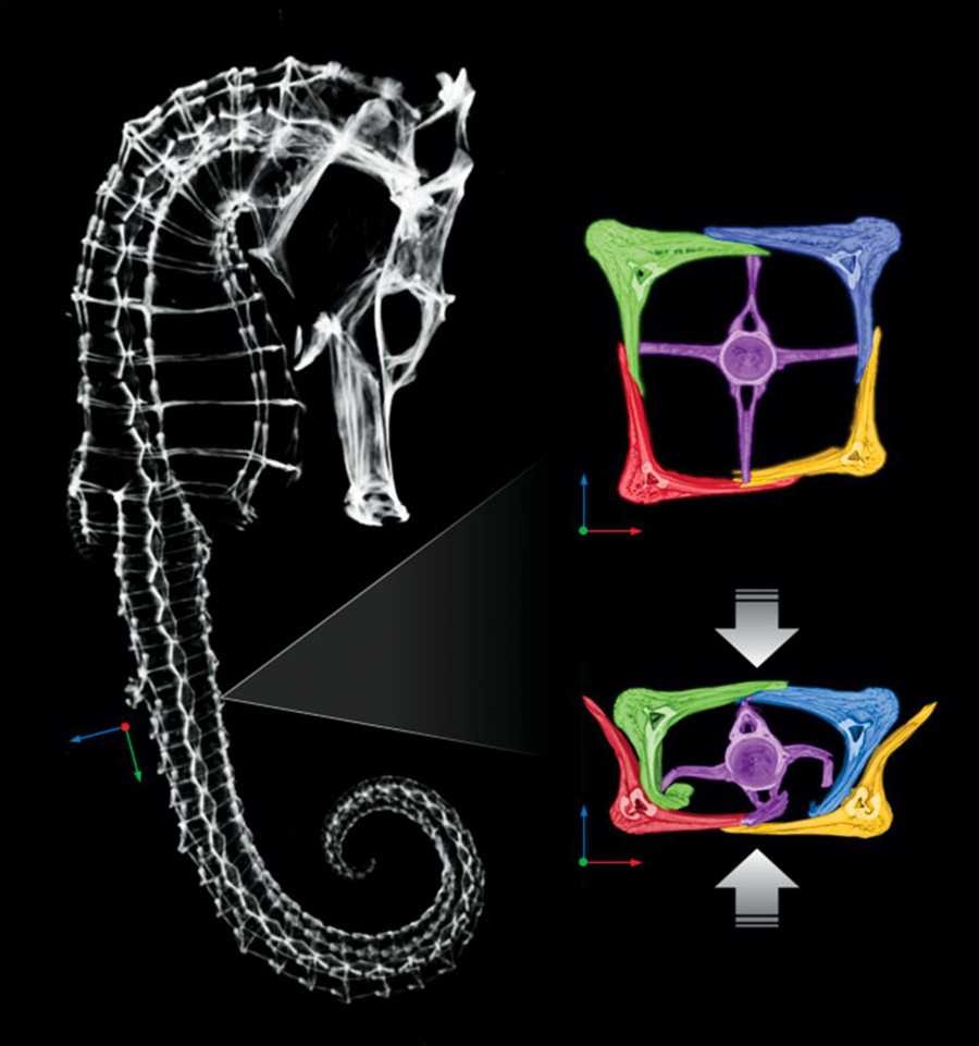 rorschachx:   How Seahorses Survive With Squishable Armor Crabs, birds, and manta