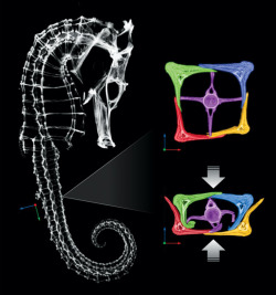 rorschachx:   How Seahorses Survive With Squishable Armor Crabs, birds, and manta rays regularly try to crush sea horses for dinner, but a sea horse has some unusual protective armor. Its tail can be compressed to half its normal size without lasting