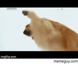 memeguy-com:  MRW I fart in a crowd and pretend Im disgusted like everyone else