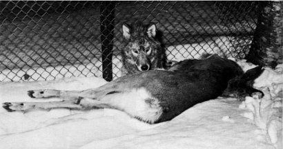 sisterofthewolves:Picture by David MechI don’t find a lot of pictures of the eastern wolf (Canis lupus lycaon), but I found these, and even thought they’re very old I love them! 