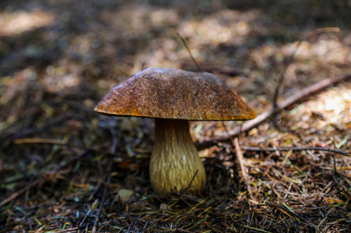 steepravine:Beautiful Boletus Fibrillosus In SituThese beautiful mushrooms are in the porcini clade 