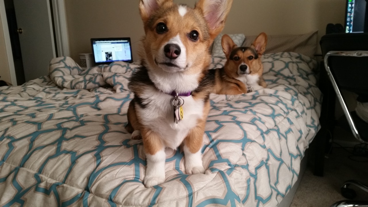 vegasthecorgi:  Pay attention to me, pay attention to me!