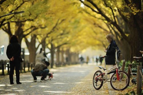 神宮外苑で秋。 #japan #tokyo #season #autumn #ginkgo #nature #nikonphotography #nikon #tokyocameraclub  htt