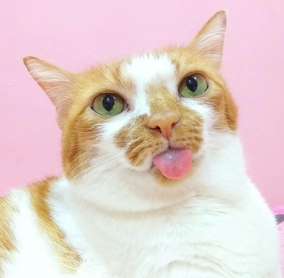 Derp.