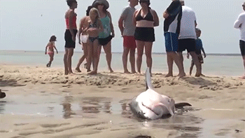sizvideos:  Rescuing a sharkVideo