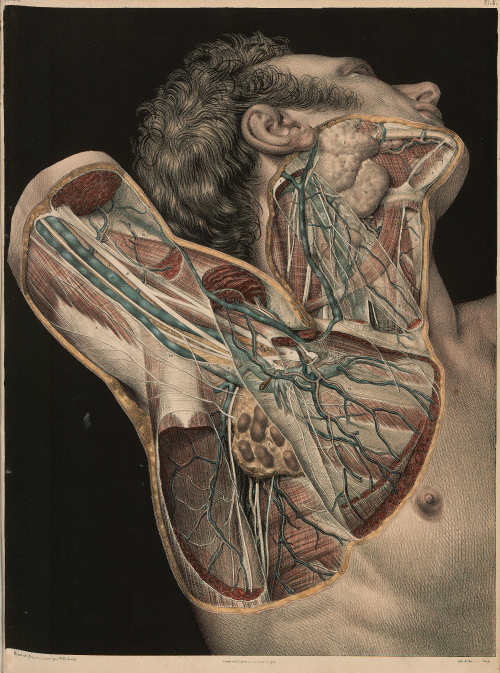 Nemfrog:  J.m. Bourgery. Plate Vi. Muscles And Nerves Of The Neck And Shoulder.