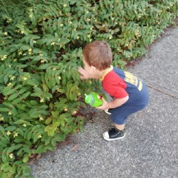 Playing in the neighbors bushes #berlinbenjamin