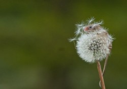 bettahorse: wonderous-world:  Photographer Matt Binstead captured these stunning photos of a TINY harvest mouse as it clinged to a dandelion blowing in the wind in the British Wildlife Centre in Lingfield. [Article]  It’s too cute. Help. 