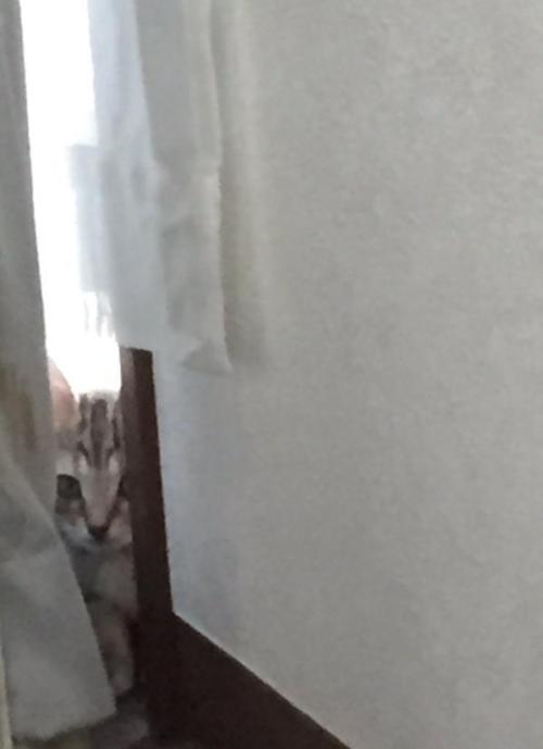 highlandvalley:  楓月誠＠ねこ画像botさんはTwitterを使っています: “まだ我が家に来て1日も経ってないんですけど http://t.co/tvWtjEluOx”