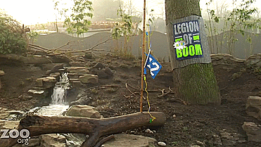dbvictoria:  Even the otters at the Woodland Park Zoo are going Superbowl crazy.(x)