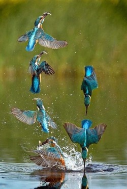 Never Ending Story (Time-Lapse Photos Of A Kingfisher Feeding)