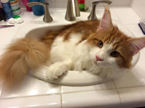 catsbeaversandducks:You Can’t Brush Your Teeth Because:(    ) you have no toothpaste(    ) you have 