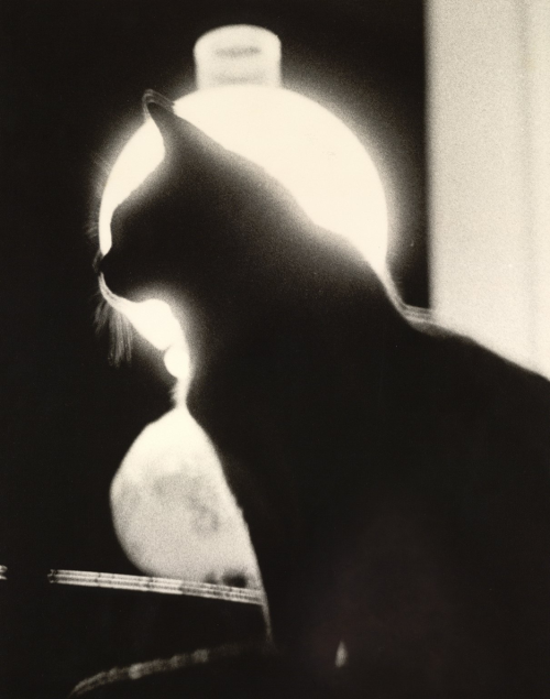 kafkasapartment: Siamese Cat, c.1956. John D. Hart. Gelatin silver