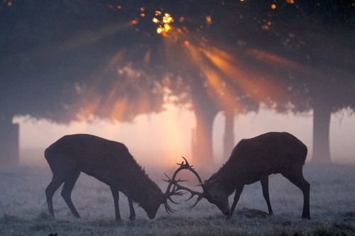 Where the Stag & the Dawn meet.