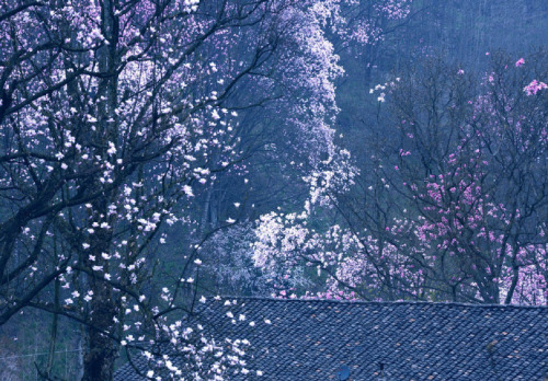 fuckyeahchinesegarden:Biond Magnolia Flower, 吴家后山, sichuan province